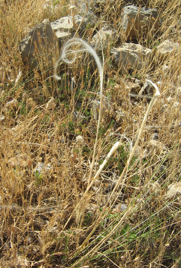 Изображение особи Stipa lithophila.