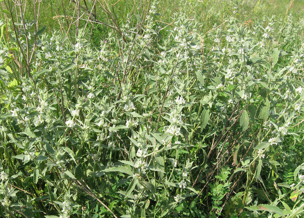 Image of Marrubium praecox specimen.