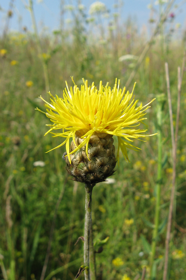 Изображение особи Centaurea orientalis.