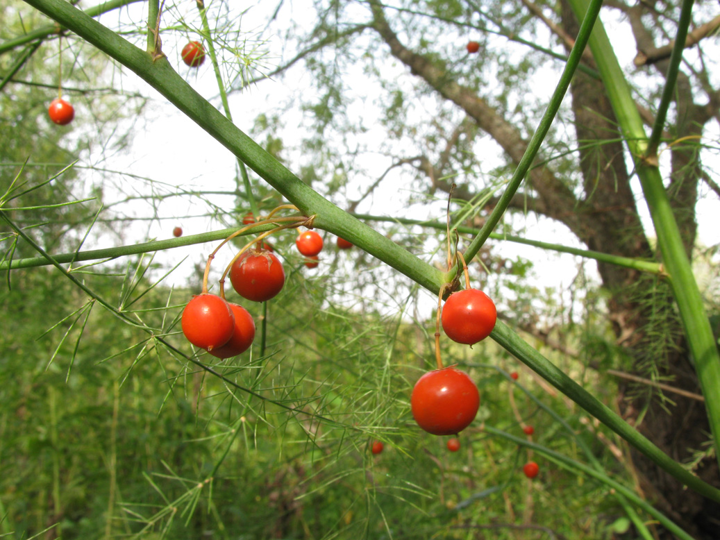 Изображение особи Asparagus officinalis.