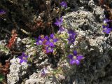 Campanula rhodensis. Цветущее растение. Греция, остров Родос, Родосская крепость, на каменной стене. 10 мая 2011 г.