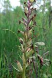 Dactylorhiza fuchsii