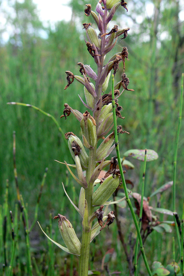 Image of Dactylorhiza fuchsii specimen.