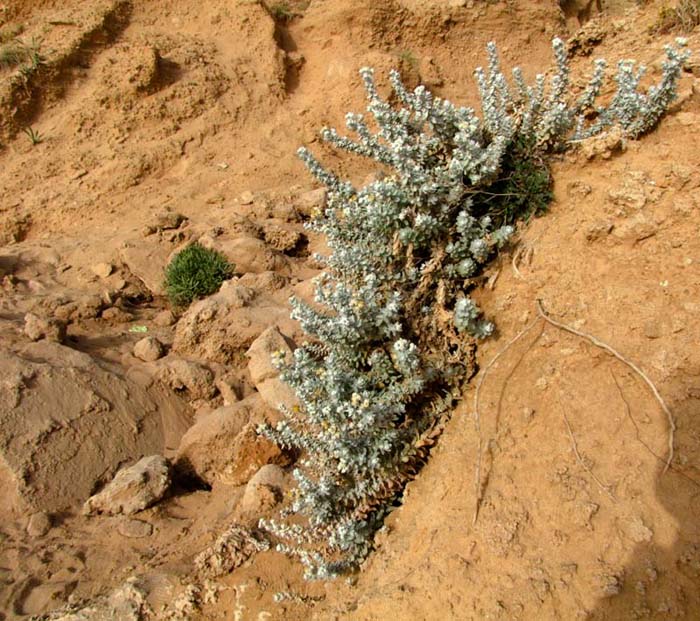 Image of Otanthus maritimus specimen.