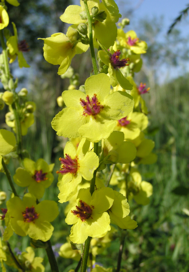 Image of Verbascum marschallianum specimen.