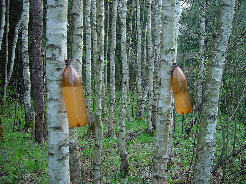 Image of Betula pendula specimen.