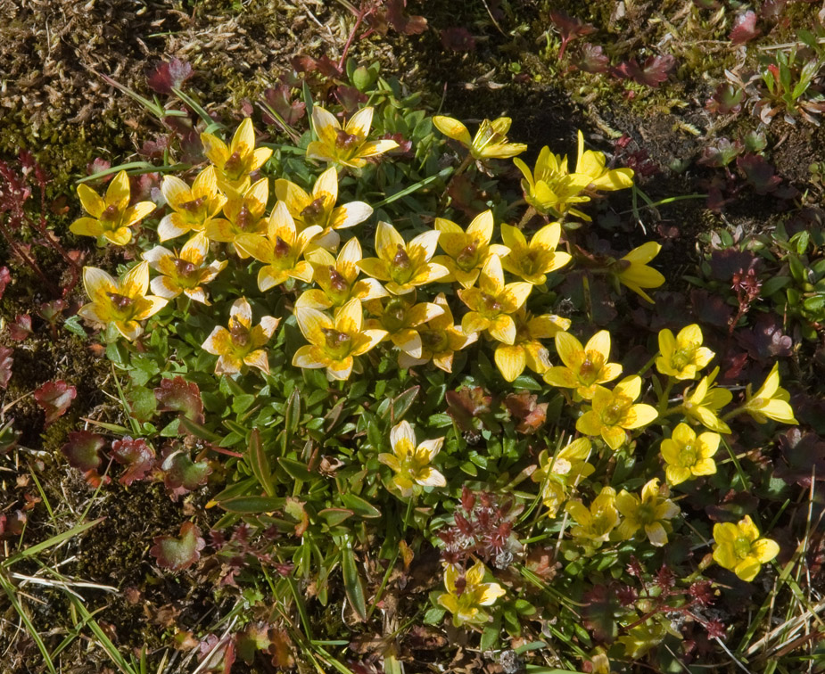 Изображение особи Saxifraga serpyllifolia.