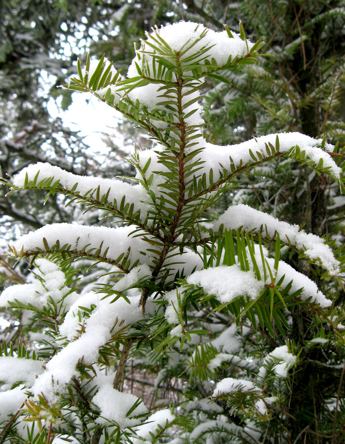 Image of Torreya nucifera specimen.