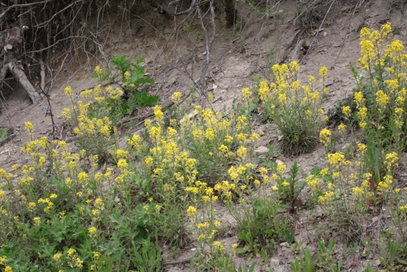 Image of Erysimum callicarpum specimen.