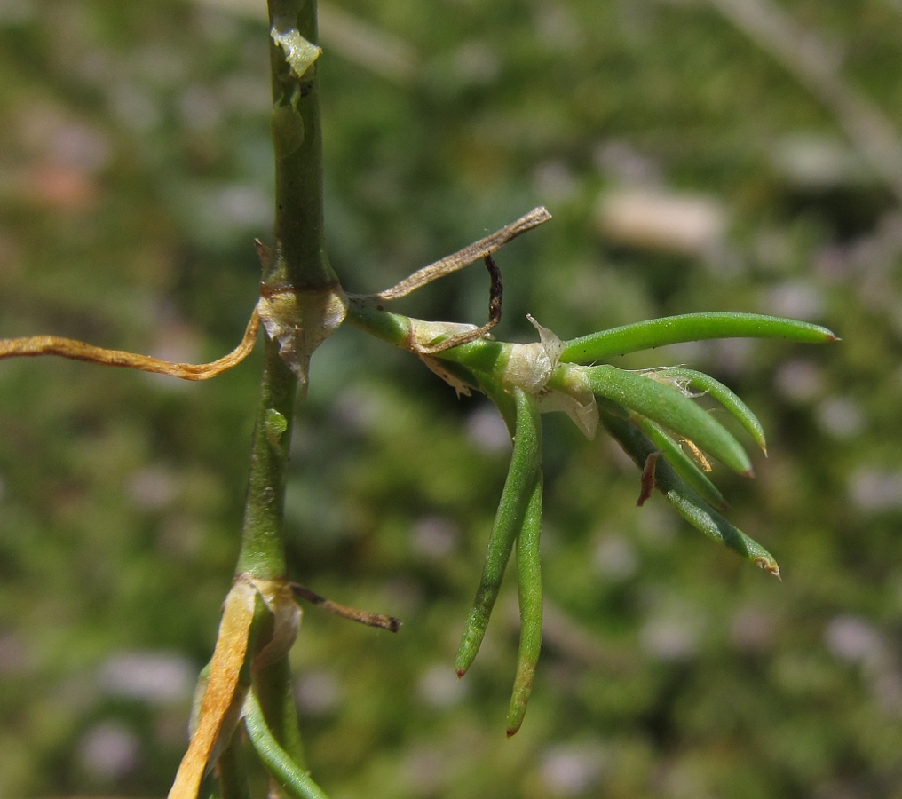 Image of Spergularia rubra specimen.