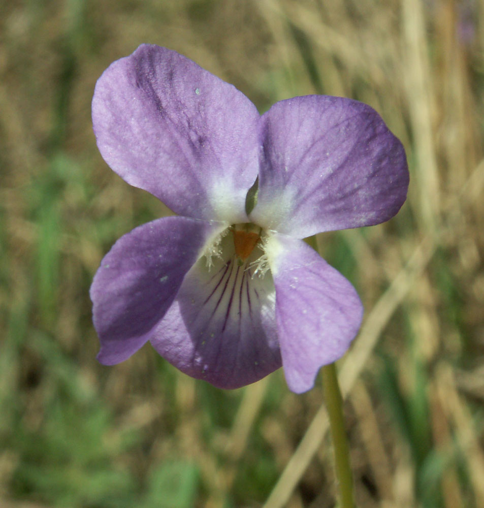 Image of Viola hirta specimen.