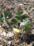 Trifolium striatum. Цветущие растения. Южный Берег Крыма, окр. горы Аюдаг. 11 мая 2012 г.