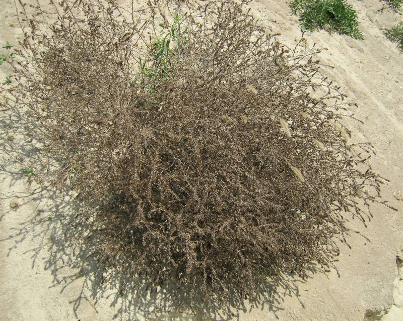 Image of Salsola tragus specimen.