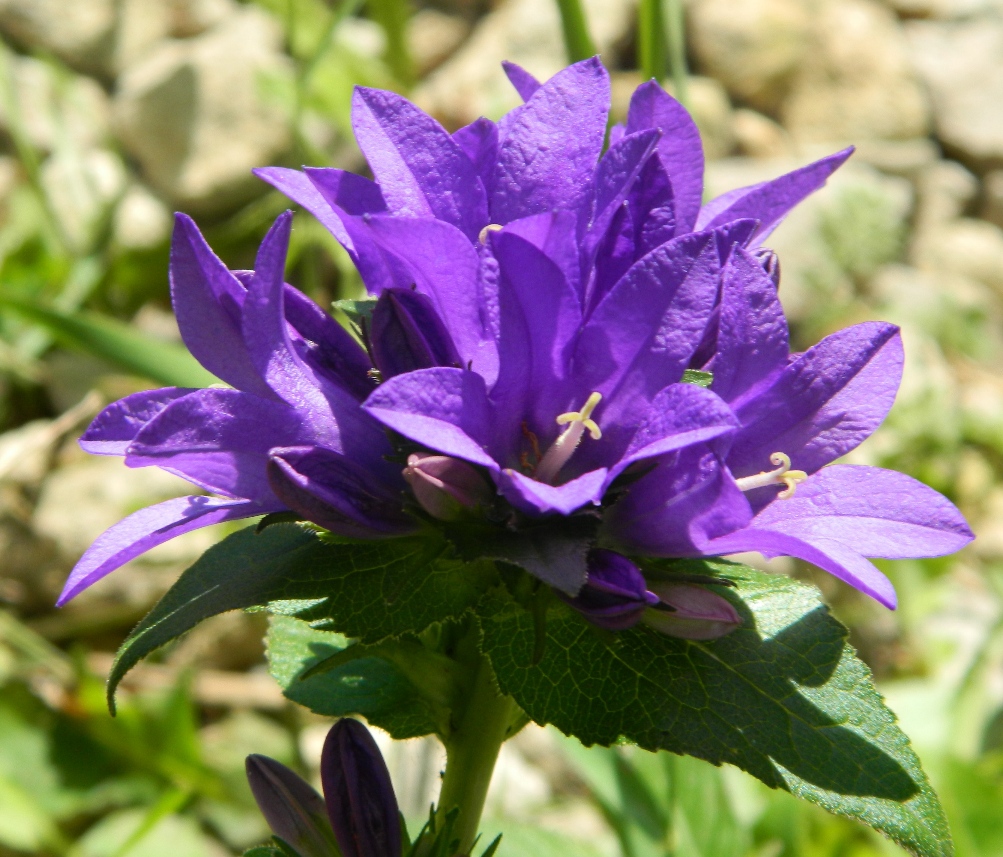 Image of Campanula glomerata specimen.