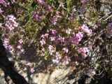 Asperula abchasica. Цветки. Кабардино-Балкария, долина р. Кала-Кулак, урочище Джилы-Су, ≈ 2400 м н.у.м. 22.07.2012.