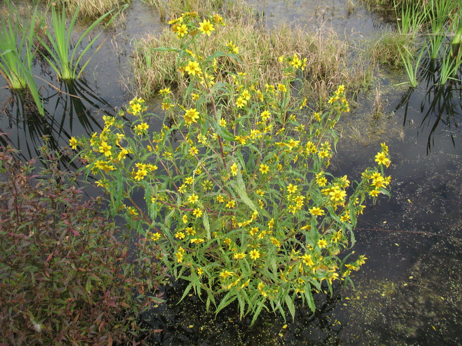 Image of Bidens cernua var. radiata specimen.