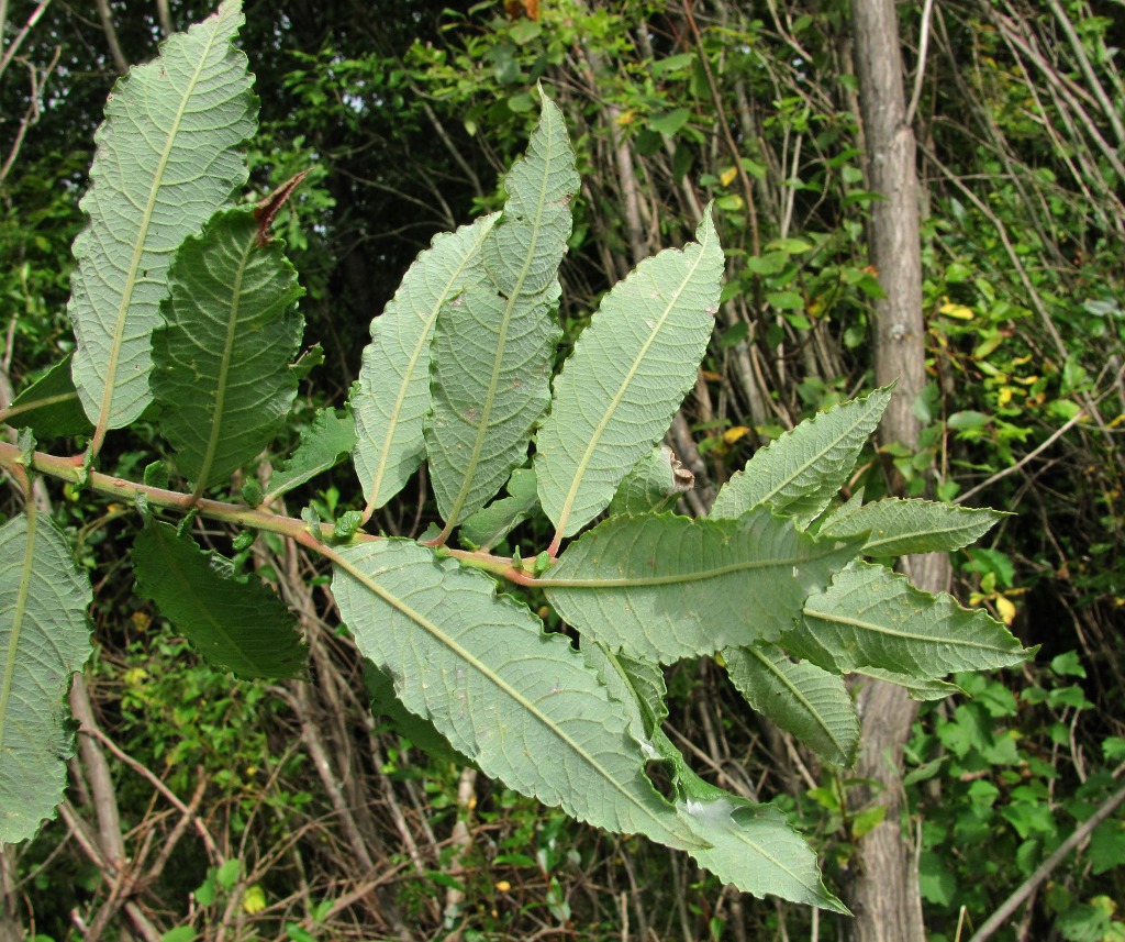 Изображение особи Salix &times; schaburovii.