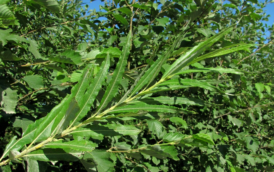 Image of Salix gmelinii specimen.