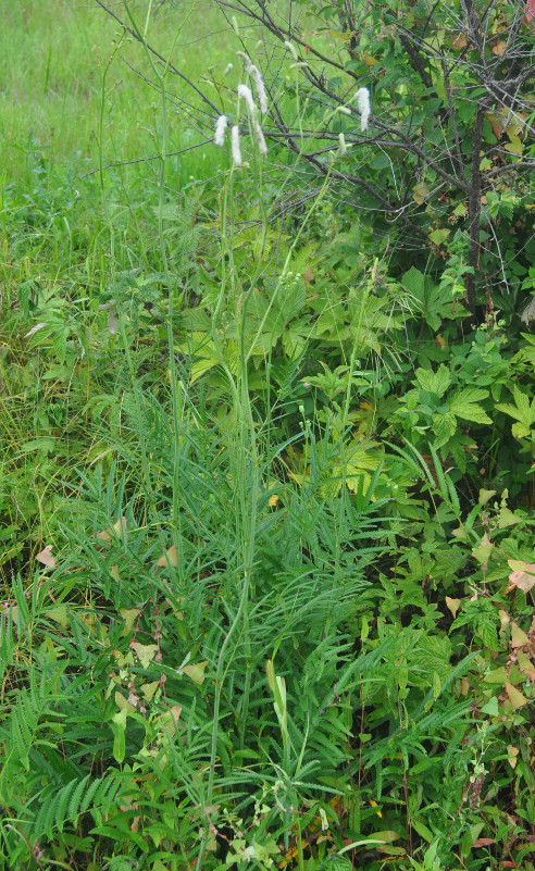 Image of Sanguisorba parviflora specimen.