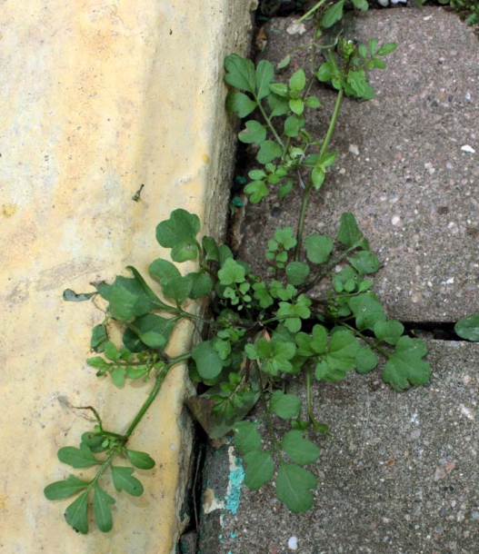 Image of Cardamine occulta specimen.