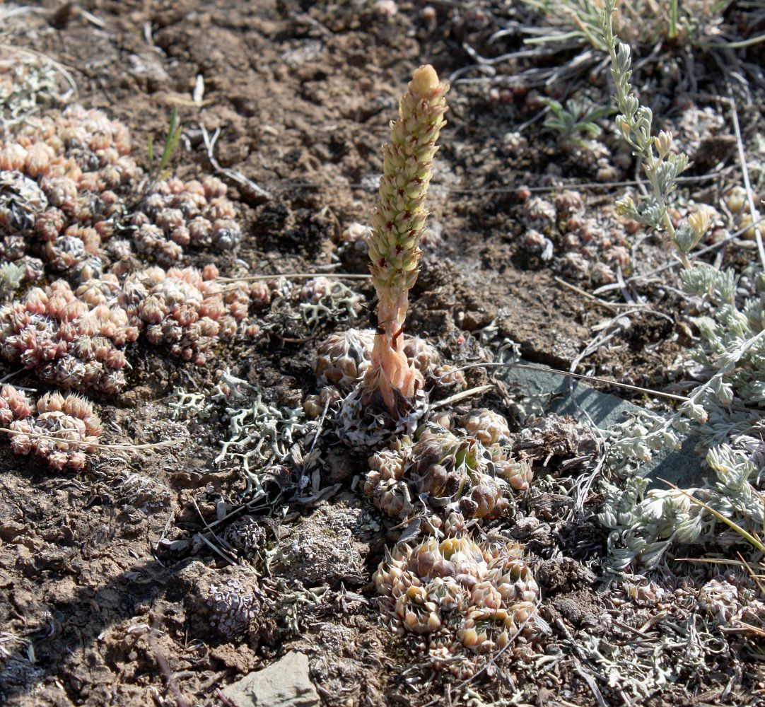 Image of Orostachys spinosa specimen.