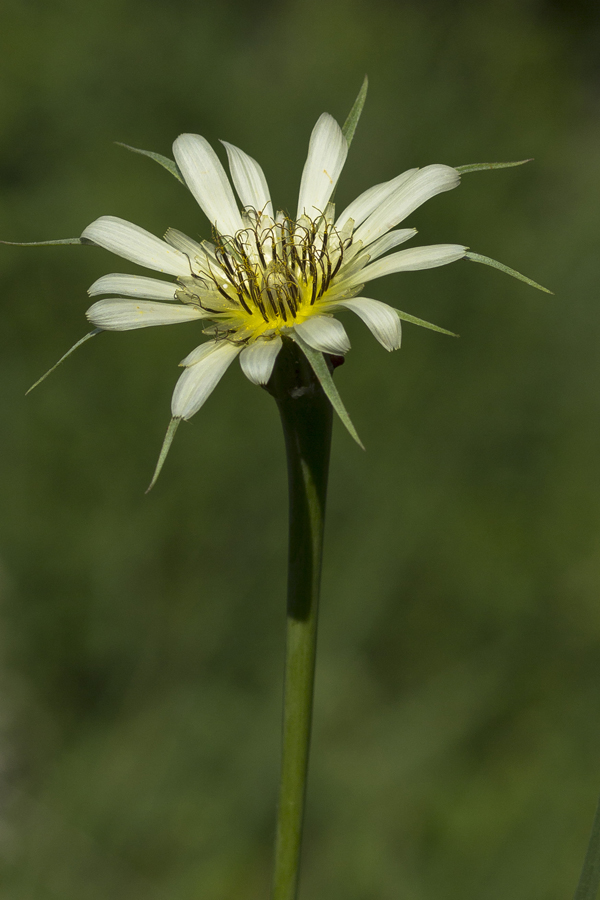 Изображение особи Tragopogon dubius ssp. major.