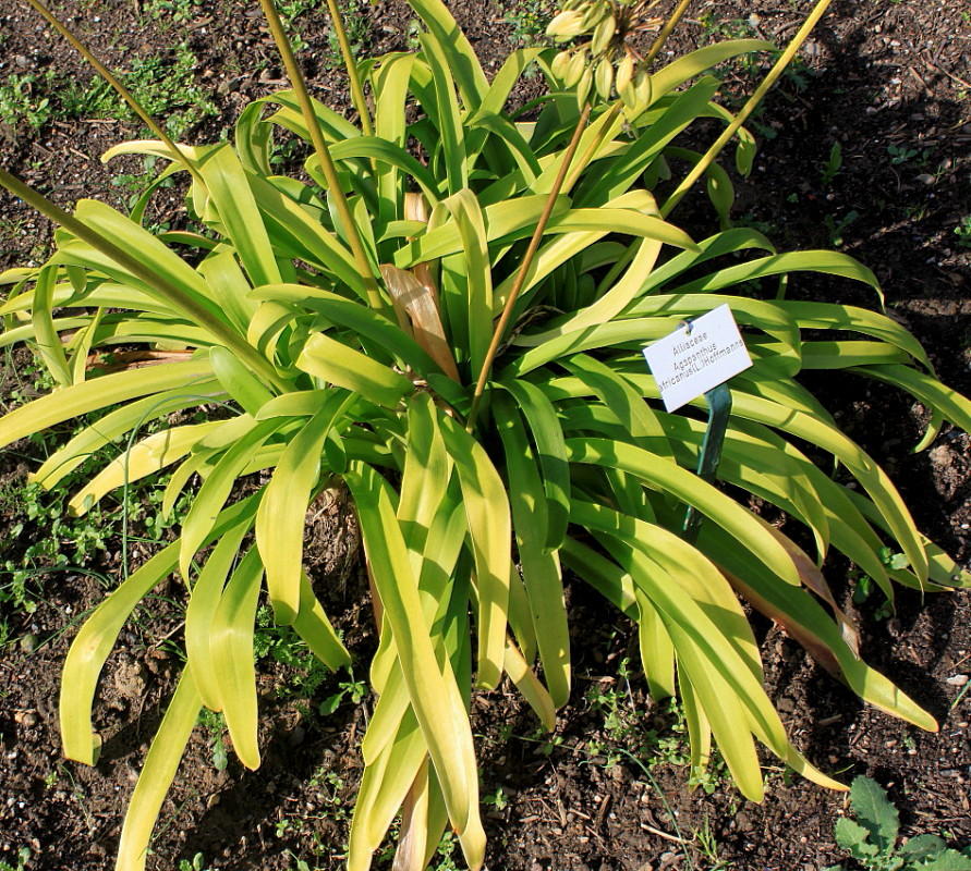 Изображение особи Agapanthus africanus.