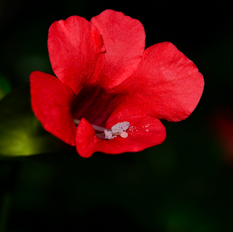 Image of Barleria repens specimen.