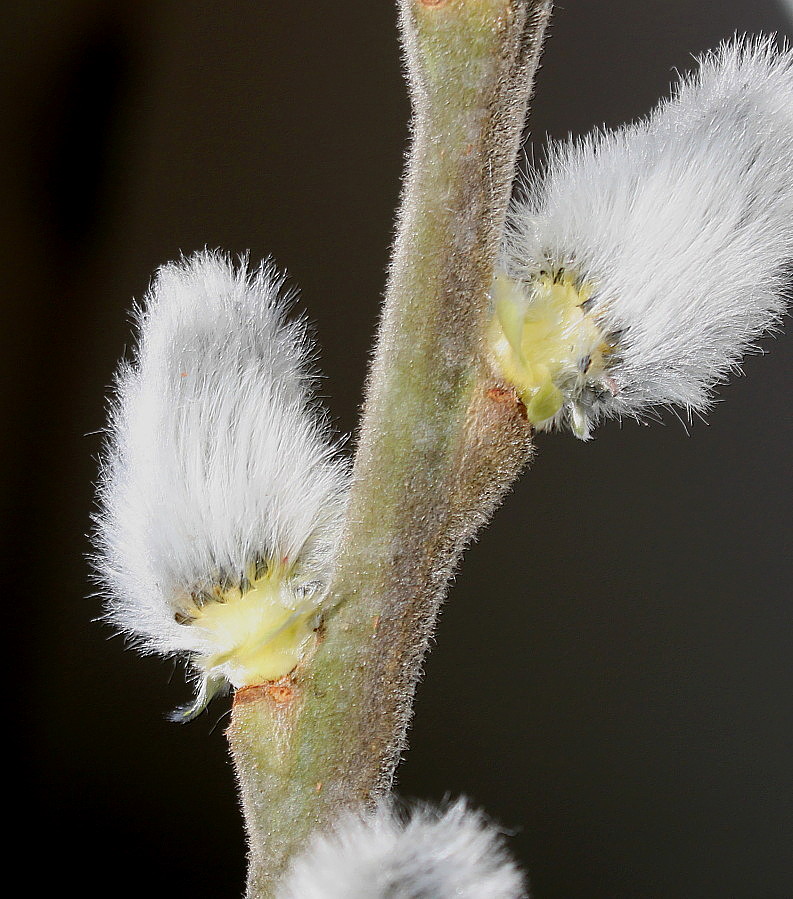 Image of Salix &times; reichardtii specimen.