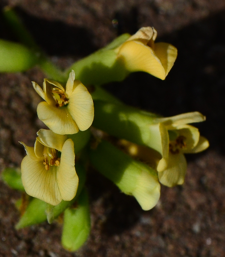 Image of Dalbergia sissoo specimen.