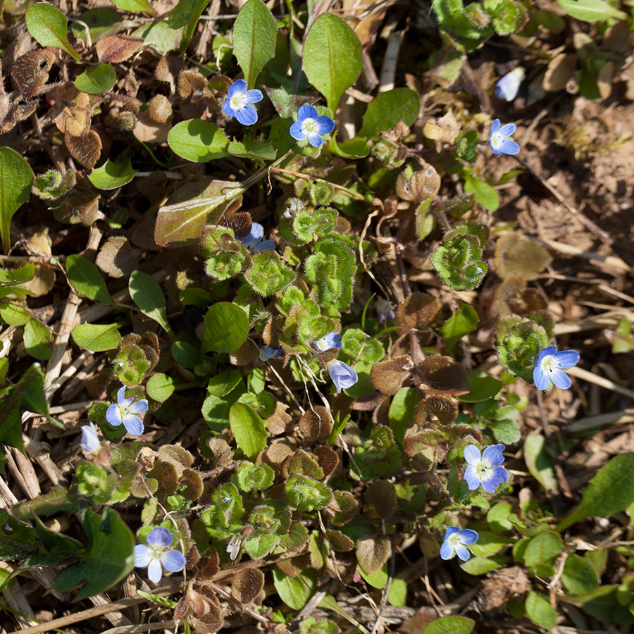 Image of Veronica polita specimen.