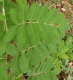 Sorbus domestica. Листья. Крым, возле пос. Никита, лес к востоку от Никитской расселины. 24.05.2013.