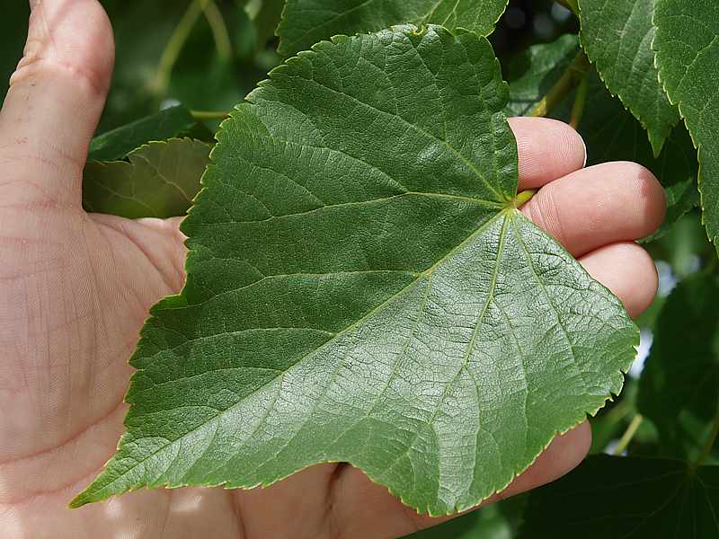 Изображение особи Tilia cordata.