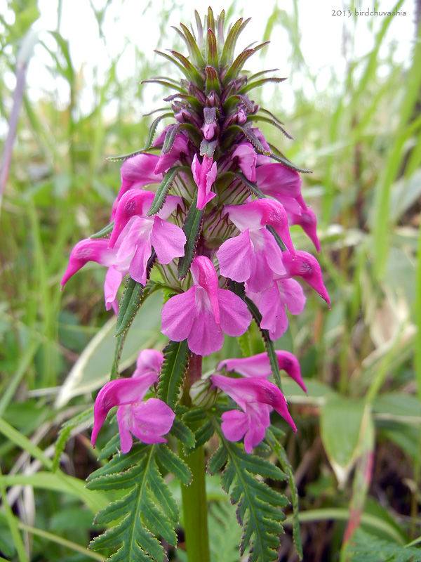 Image of Pedicularis chamissonis specimen.