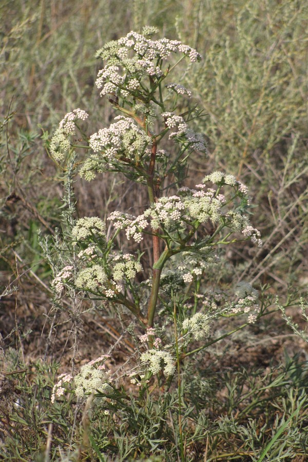 Image of Seseli arenarium specimen.