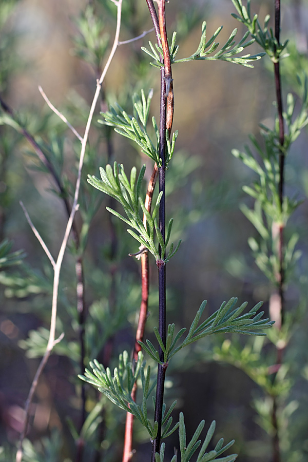 Image of genus Artemisia specimen.