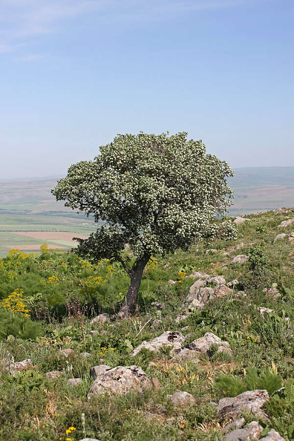 Image of Crataegus pontica specimen.