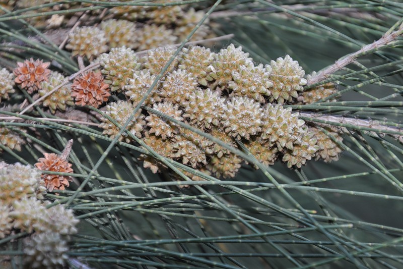 Image of Casuarina equisetifolia specimen.