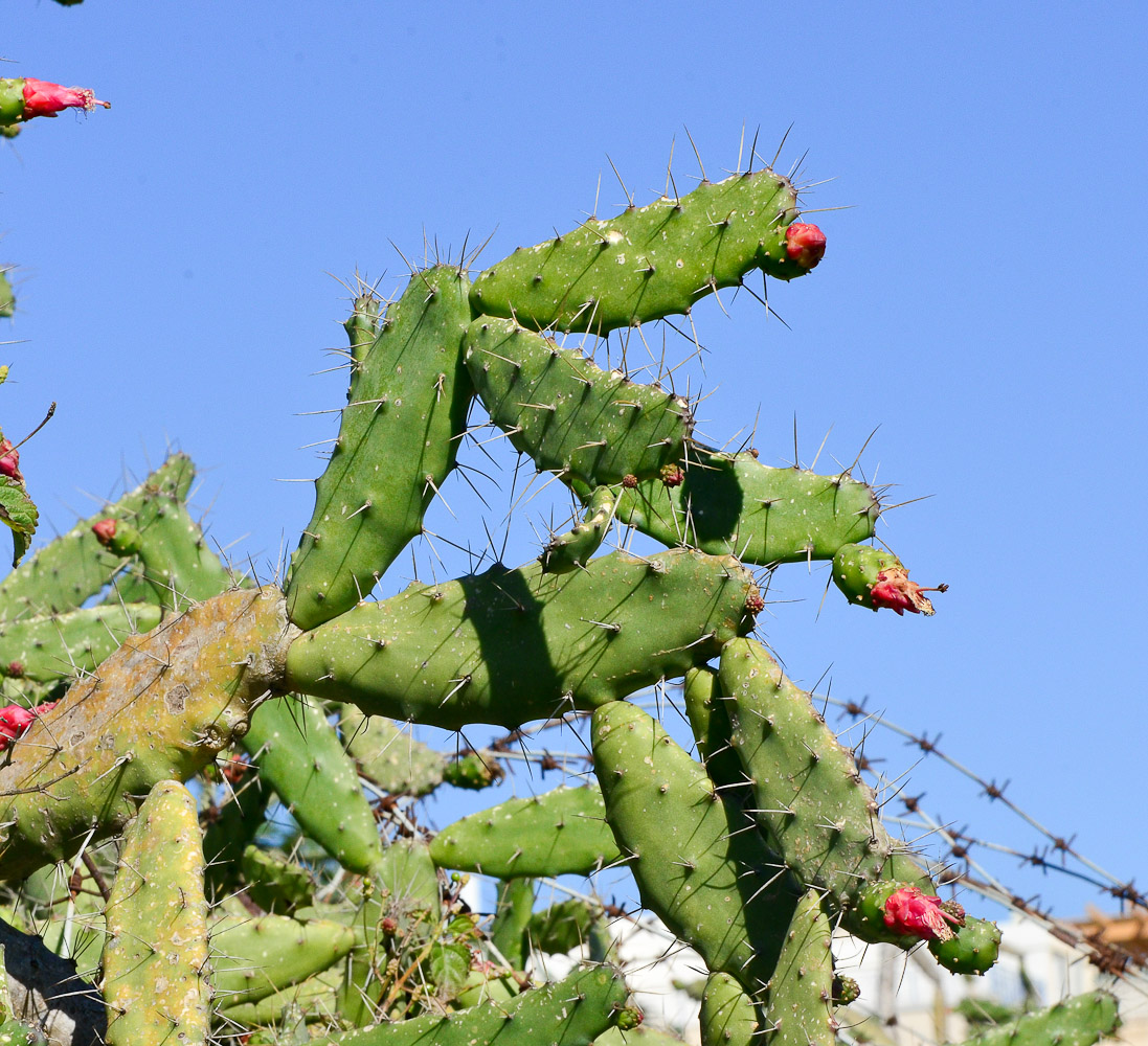 Image of Opuntia cochenillifera specimen.