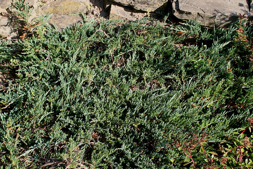 Image of Juniperus horizontalis specimen.