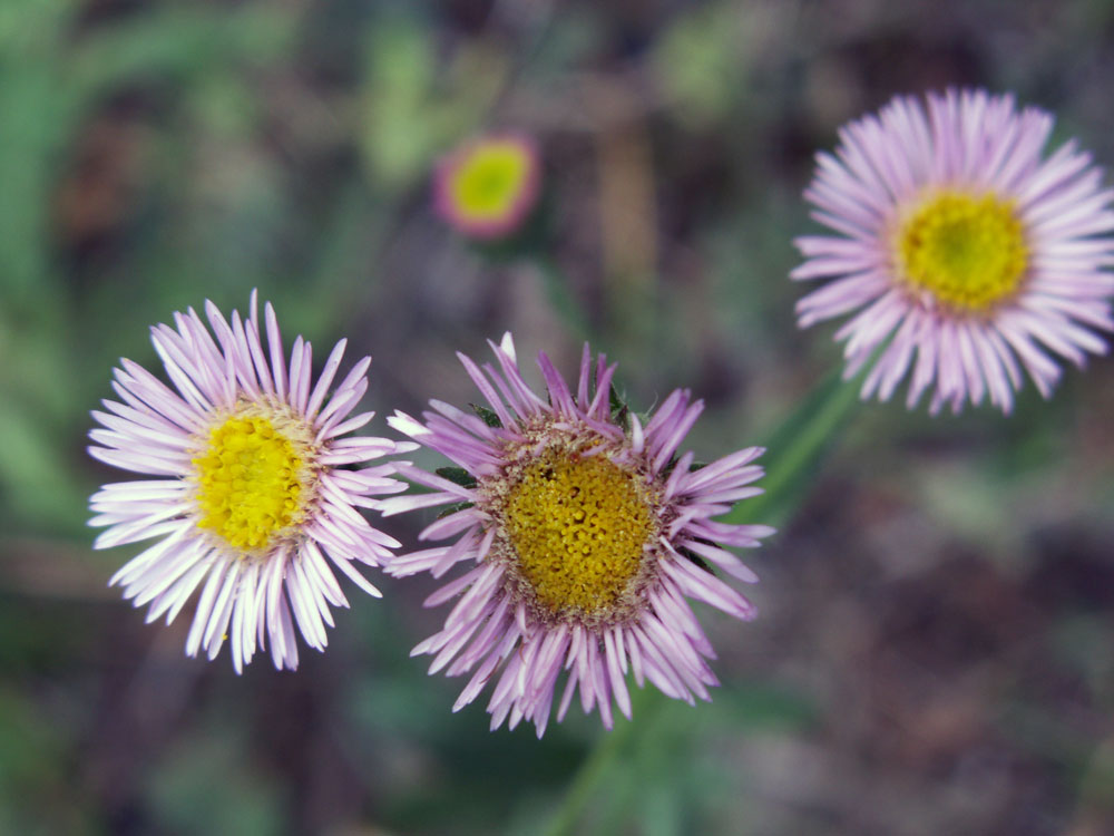 Image of Erigeron pseudoseravschanicus specimen.