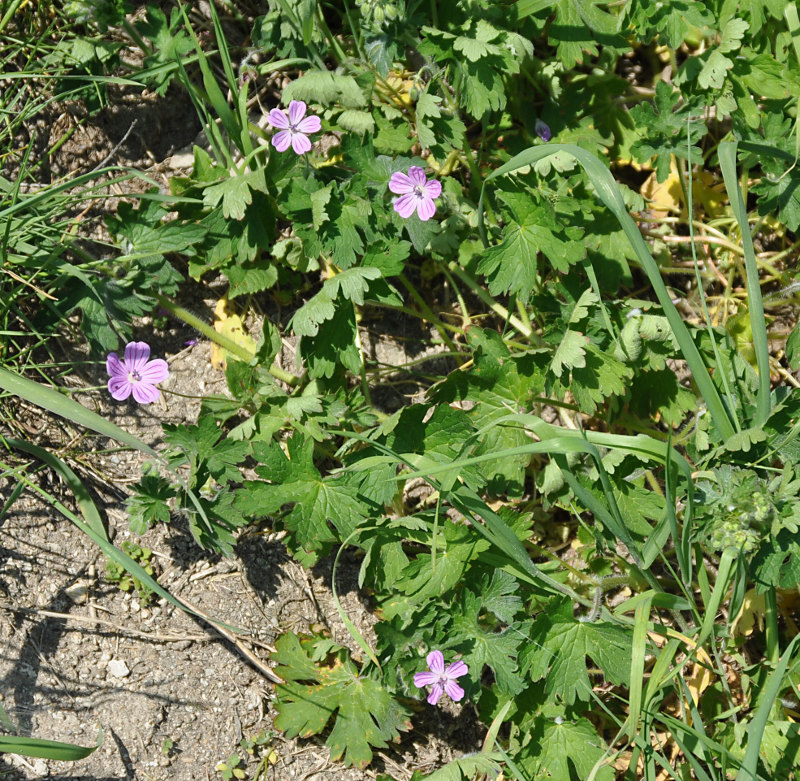 Изображение особи Geranium albanum.