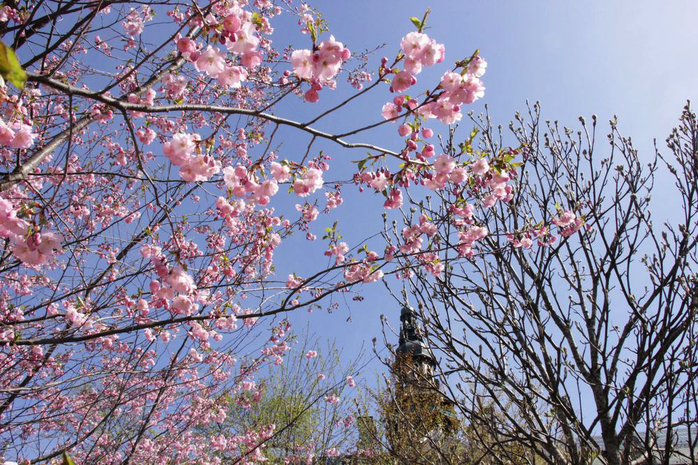 Image of Prunus serrulata specimen.