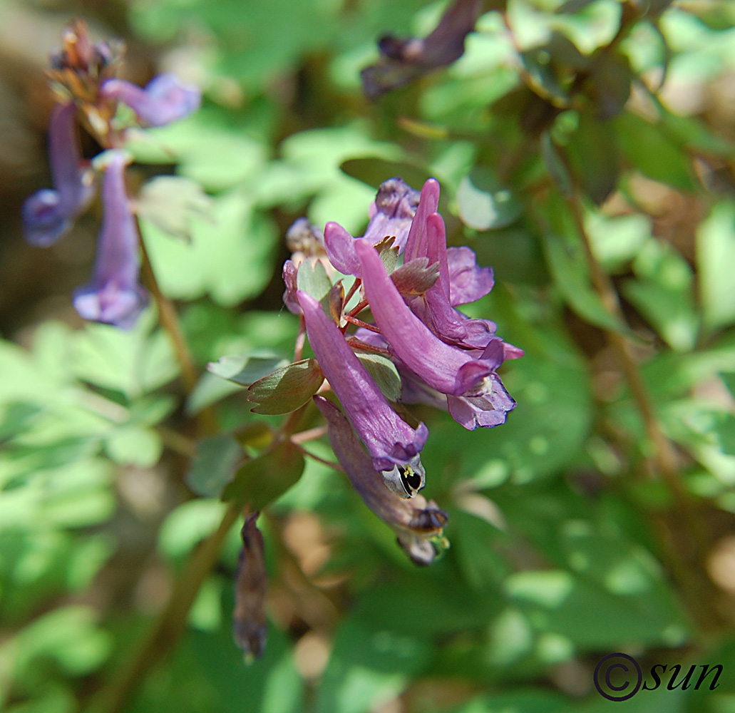 Изображение особи Corydalis solida.