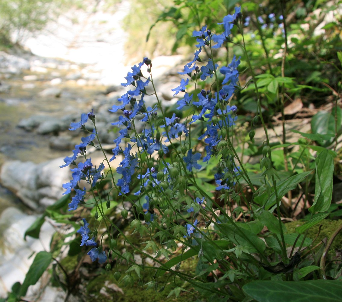 Изображение особи Omphalodes cappadocica.