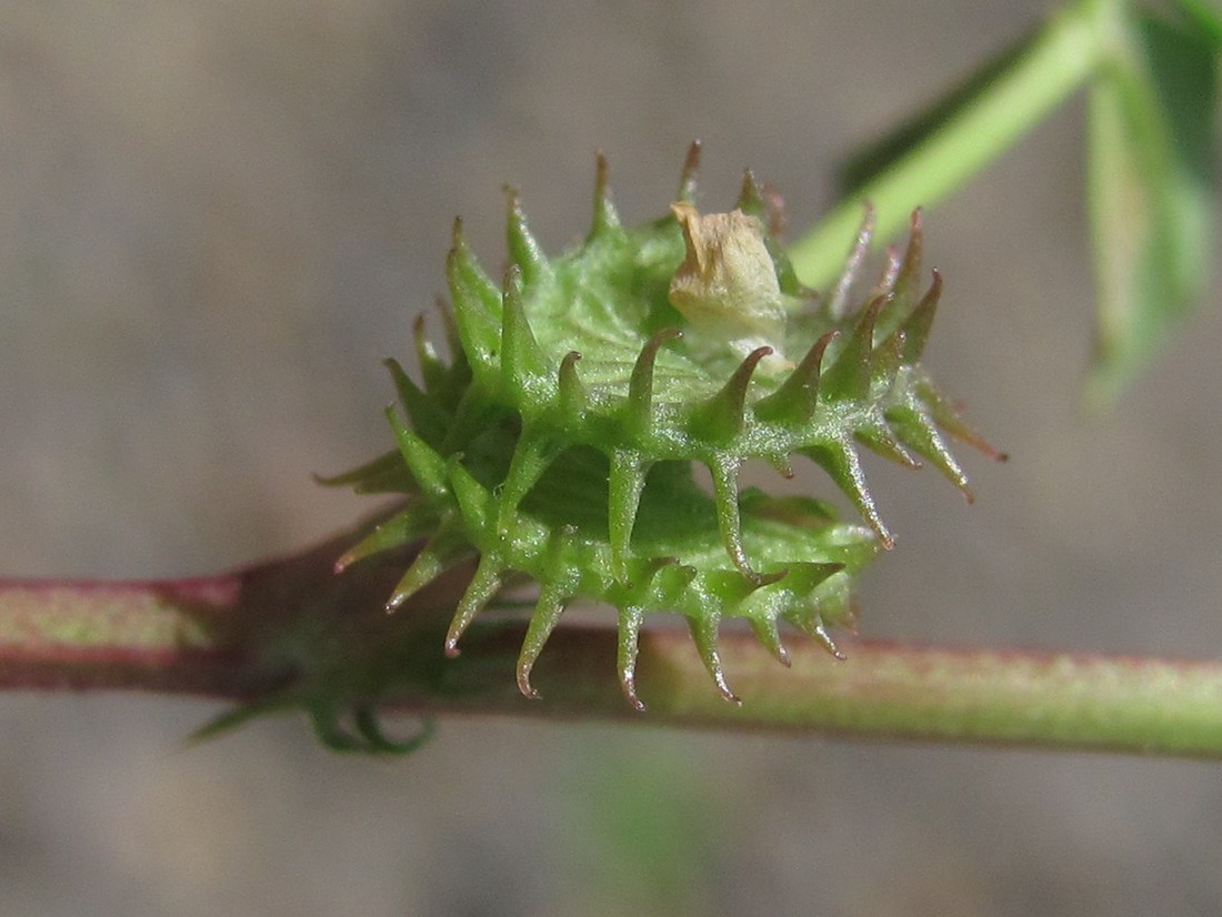 Image of Medicago denticulata specimen.