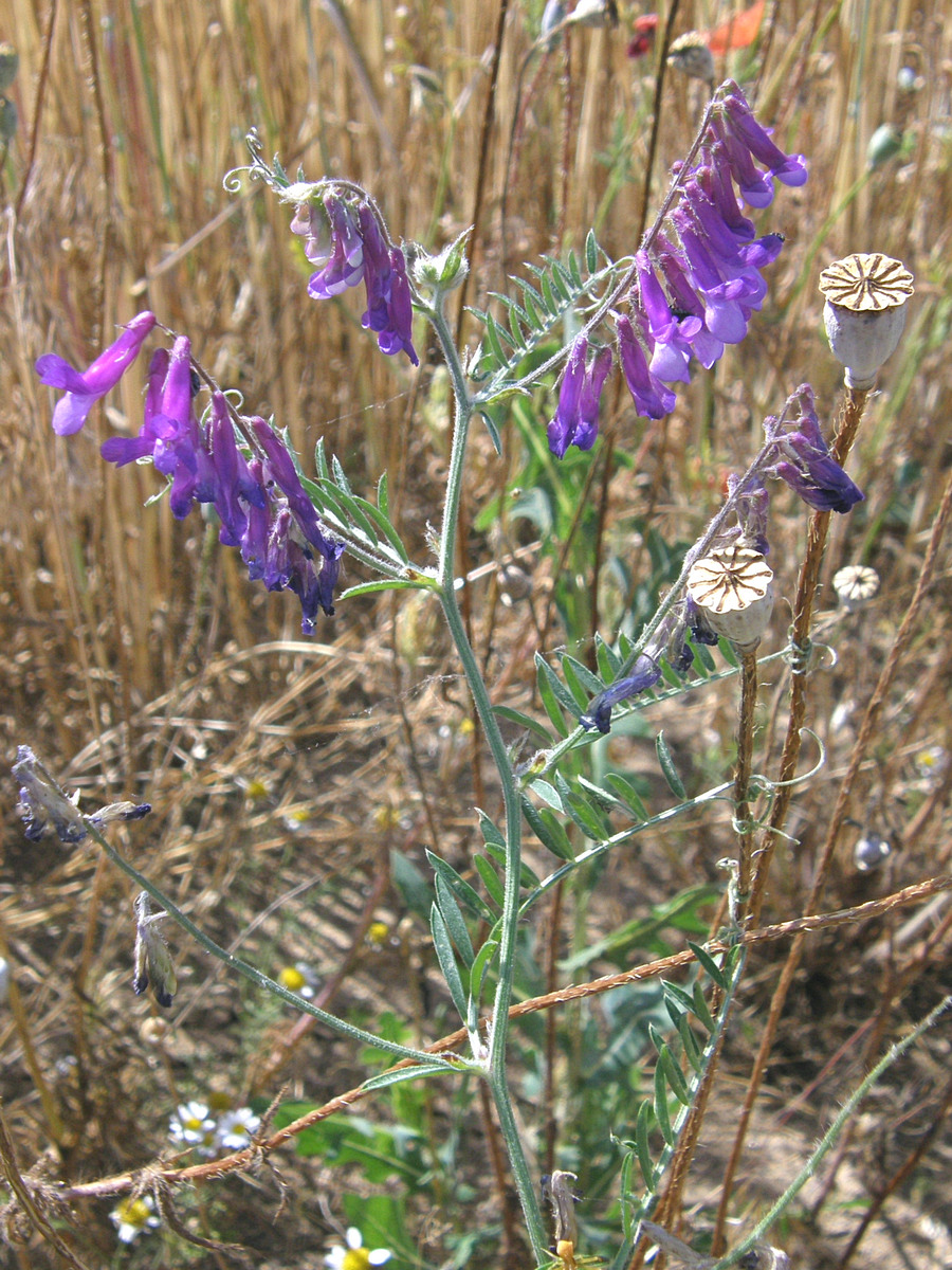 Image of Vicia villosa specimen.