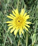 Tragopogon capitatus