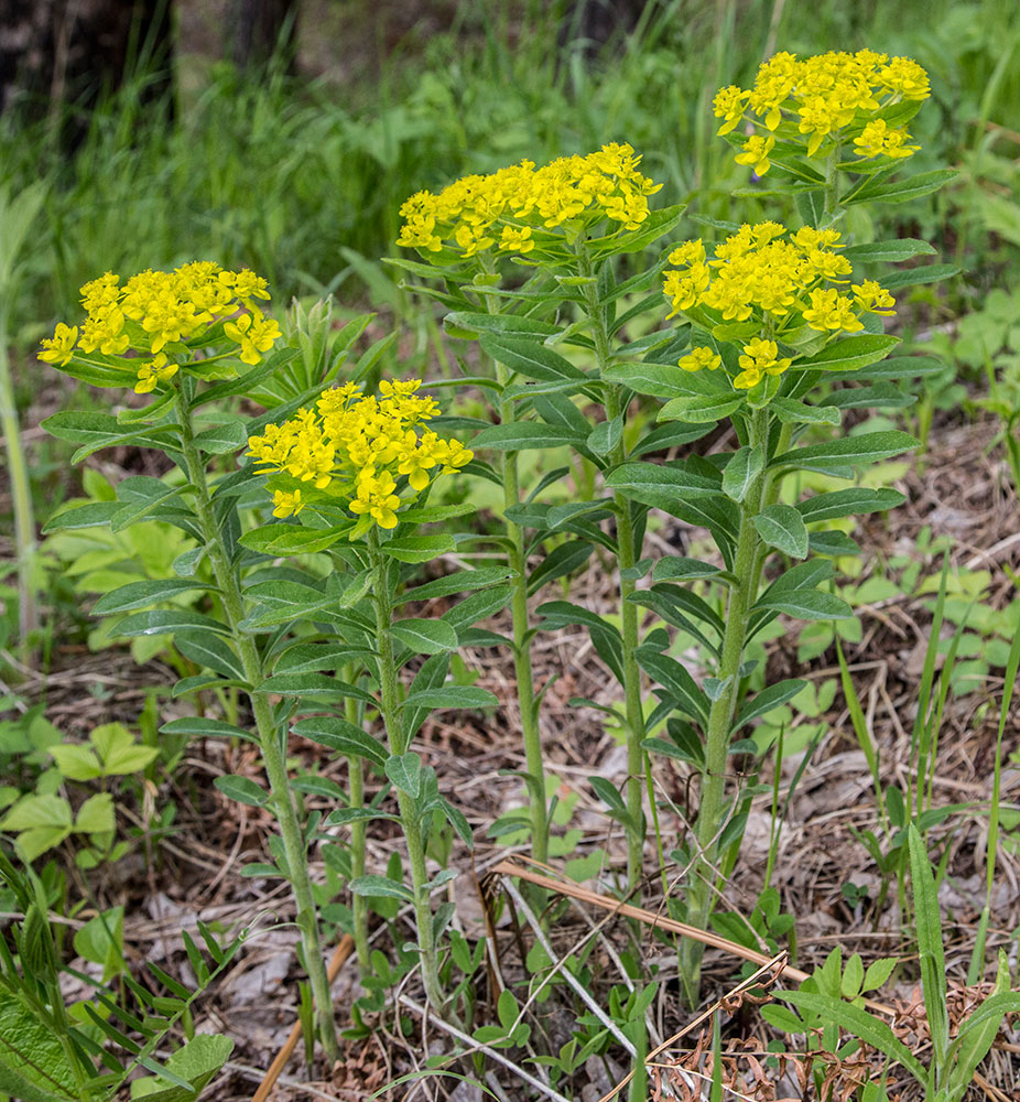 Изображение особи Euphorbia pilosa.