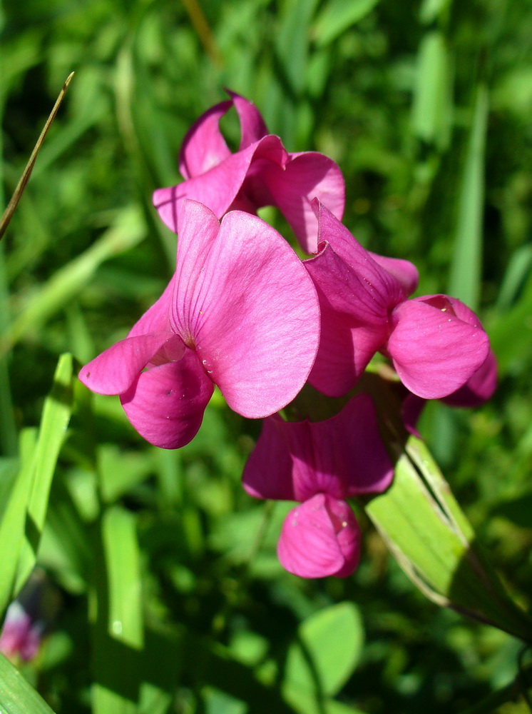 Изображение особи Lathyrus tuberosus.